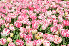 Tulip Bulbs Cartouche Blooms Species Growing Bonsai Roots Rhizomes Corms Tubers Potted Planting Reblooming Fragrant Garden Flower Seeds Plant - Seedsplant