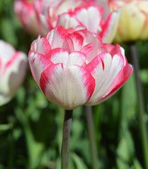 Tulip Bulbs Cartouche Blooms Species Growing Bonsai Roots Rhizomes Corms Tubers Potted Planting Reblooming Fragrant Garden Flower Seeds Plant - Seedsplant