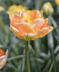 Tulip Bulbs Charming Beauty Blooms Species Growing Bonsai Roots Rhizomes Corms Tubers Potted Planting Reblooming Fragrant Garden Flower Seeds Plant