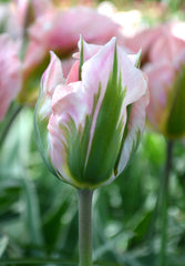 Tulip Bulbs China Town Blooms Species Growing Bonsai Roots Rhizomes Corms Tubers Potted Planting Reblooming Fragrant Garden Flower Seeds Plant - Seedsplant