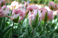Tulip Bulbs China Town Blooms Species Growing Bonsai Roots Rhizomes Corms Tubers Potted Planting Reblooming Fragrant Garden Flower Seeds Plant - Seedsplant