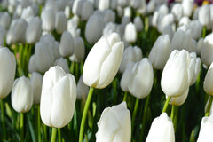 Tulip Bulbs Clearwater Blooms Species Growing Bonsai Roots Rhizomes Corms Tubers Potted Planting Reblooming Fragrant Garden Flower Seeds Plant
