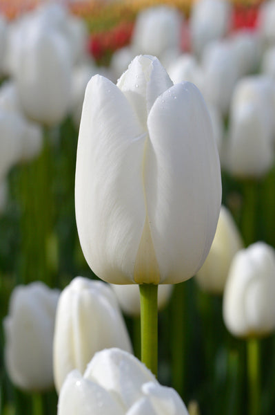 Tulip Bulbs Clearwater Blooms Species Growing Bonsai Roots Rhizomes Corms Tubers Potted Planting Reblooming Fragrant Garden Flower Seeds Plant