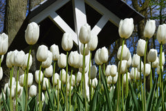 Tulip Bulbs Clearwater Blooms Species Growing Bonsai Roots Rhizomes Corms Tubers Potted Planting Reblooming Fragrant Garden Flower Seeds Plant