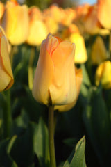 Tulip Bulbs Daydream Blooms Species Growing Bonsai Roots Rhizomes Corms Tubers Potted Planting Reblooming Fragrant Garden Flower Seeds Plant