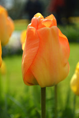 Tulip Bulbs Daydream Blooms Species Growing Bonsai Roots Rhizomes Corms Tubers Potted Planting Reblooming Fragrant Garden Flower Seeds Plant