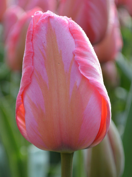 Tulip Bulbs Design Impression Blooms Species Growing Bonsai Roots Rhizomes Corms Tubers Potted Planting Reblooming Fragrant Garden Flower Seeds Plant