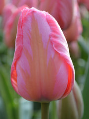 Tulip Bulbs Design Impression Blooms Species Growing Bonsai Roots Rhizomes Corms Tubers Potted Planting Reblooming Fragrant Garden Flower Seeds Plant