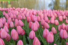 Tulip Bulbs Design Impression Blooms Species Growing Bonsai Roots Rhizomes Corms Tubers Potted Planting Reblooming Fragrant Garden Flower Seeds Plant