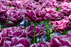 Tulip Bulbs Dream Touch Blooms Species Growing Bonsai Roots Rhizomes Corms Tubers Potted Planting Reblooming Fragrant Garden Flower Seeds Plant - Seedsplant