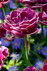 Tulip Bulbs Dream Touch Blooms Species Growing Bonsai Roots Rhizomes Corms Tubers Potted Planting Reblooming Fragrant Garden Flower Seeds Plant - Seedsplant