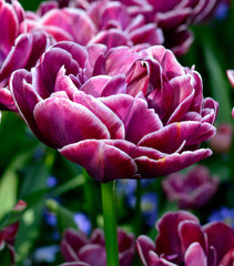 Tulip Bulbs Dream Touch Blooms Species Growing Bonsai Roots Rhizomes Corms Tubers Potted Planting Reblooming Fragrant Garden Flower Seeds Plant - Seedsplant
