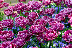 Tulip Bulbs Dream Touch Blooms Species Growing Bonsai Roots Rhizomes Corms Tubers Potted Planting Reblooming Fragrant Garden Flower Seeds Plant - Seedsplant