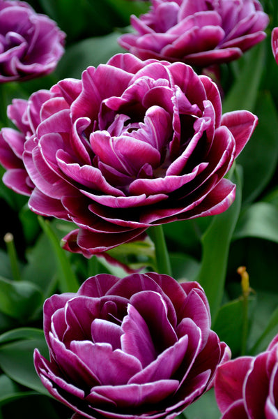 Tulip Bulbs Dream Touch Blooms Species Growing Bonsai Roots Rhizomes Corms Tubers Potted Planting Reblooming Fragrant Garden Flower Seeds Plant