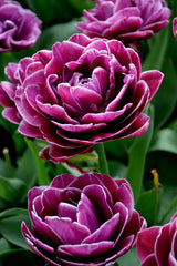 Tulip Bulbs Dream Touch Blooms Species Growing Bonsai Roots Rhizomes Corms Tubers Potted Planting Reblooming Fragrant Garden Flower Seeds Plant - Seedsplant