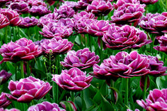 Tulip Bulbs Dream Touch Blooms Species Growing Bonsai Roots Rhizomes Corms Tubers Potted Planting Reblooming Fragrant Garden Flower Seeds Plant - Seedsplant