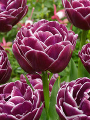 Tulip Bulbs Dream Touch Blooms Species Growing Bonsai Roots Rhizomes Corms Tubers Potted Planting Reblooming Fragrant Garden Flower Seeds Plant - Seedsplant