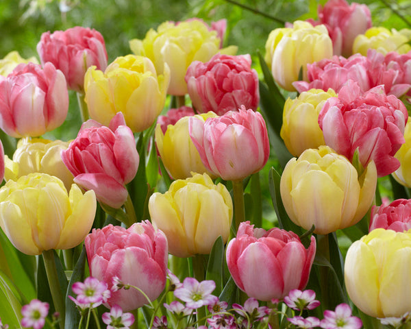 Tulip Bulbs Easter Joy Collection Blooms Species Growing Bonsai Roots Rhizomes Corms Tubers Potted Planting Reblooming Fragrant Garden Flower Seeds Plant