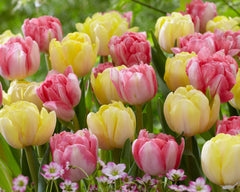 Tulip Bulbs Easter Joy Collection Blooms Species Growing Bonsai Roots Rhizomes Corms Tubers Potted Planting Reblooming Fragrant Garden Flower Seeds Plant - Seedsplant