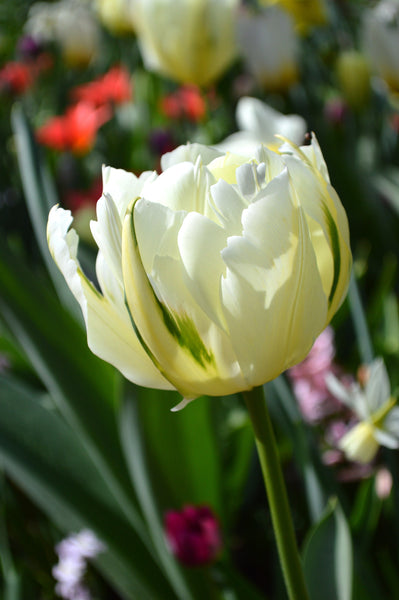 Tulip Bulbs Exotic Emperor Blooms Species Growing Bonsai Roots Rhizomes Corms Tubers Potted Planting Reblooming Fragrant Garden Flower Seeds Plant