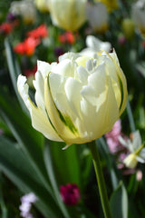 Tulip Bulbs Exotic Emperor Blooms Species Growing Bonsai Roots Rhizomes Corms Tubers Potted Planting Reblooming Fragrant Garden Flower Seeds Plant - Seedsplant