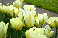 Tulip Bulbs Exotic Emperor Blooms Species Growing Bonsai Roots Rhizomes Corms Tubers Potted Planting Reblooming Fragrant Garden Flower Seeds Plant - Seedsplant