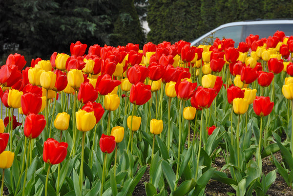 Tulip Bulbs Fire Parade Collection Blooms Species Growing Bonsai Roots Rhizomes Corms Tubers Potted Planting Reblooming Fragrant Garden Flower Seeds Plant