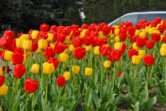 Tulip Bulbs Fire Parade Collection Blooms Species Growing Bonsai Roots Rhizomes Corms Tubers Potted Planting Reblooming Fragrant Garden Flower Seeds Plant - Seedsplant