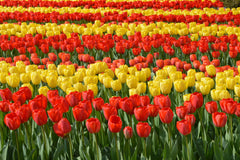 Tulip Bulbs Fire Parade Collection Blooms Species Growing Bonsai Roots Rhizomes Corms Tubers Potted Planting Reblooming Fragrant Garden Flower Seeds Plant - Seedsplant