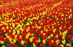 Tulip Bulbs Fire Parade Collection Blooms Species Growing Bonsai Roots Rhizomes Corms Tubers Potted Planting Reblooming Fragrant Garden Flower Seeds Plant - Seedsplant