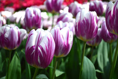 Tulip Bulbs Flaming Flag Blooms Species Growing Bonsai Roots Rhizomes Corms Tubers Potted Planting Reblooming Fragrant Garden Flower Seeds Plant