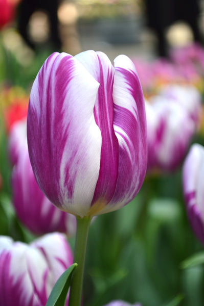 Tulip Bulbs Flaming Flag Blooms Species Growing Bonsai Roots Rhizomes Corms Tubers Potted Planting Reblooming Fragrant Garden Flower Seeds Plant