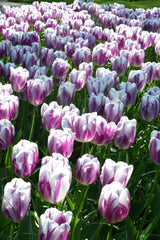 Tulip Bulbs Flaming Flag Blooms Species Growing Bonsai Roots Rhizomes Corms Tubers Potted Planting Reblooming Fragrant Garden Flower Seeds Plant