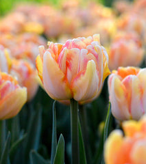 Tulip Bulbs Foxy Foxtrot Blooms Species Growing Bonsai Roots Rhizomes Corms Tubers Potted Planting Reblooming Fragrant Garden Flower Seeds Plant