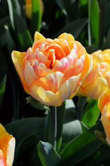 Tulip Bulbs Foxy Foxtrot Blooms Species Growing Bonsai Roots Rhizomes Corms Tubers Potted Planting Reblooming Fragrant Garden Flower Seeds Plant