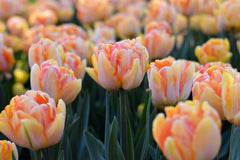 Tulip Bulbs Foxy Foxtrot Blooms Species Growing Bonsai Roots Rhizomes Corms Tubers Potted Planting Reblooming Fragrant Garden Flower Seeds Plant