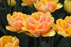 Tulip Bulbs Foxy Foxtrot Blooms Species Growing Bonsai Roots Rhizomes Corms Tubers Potted Planting Reblooming Fragrant Garden Flower Seeds Plant