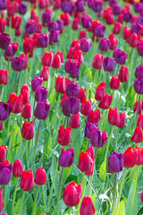 Tulip Bulbs Golden Gate Collection Blooms Species Growing Bonsai Roots Rhizomes Corms Tubers Potted Planting Reblooming Fragrant Garden Flower Seeds Plant - Seedsplant