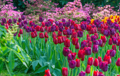 Tulip Bulbs Golden Gate Collection Blooms Species Growing Bonsai Roots Rhizomes Corms Tubers Potted Planting Reblooming Fragrant Garden Flower Seeds Plant - Seedsplant
