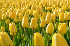 Tulip Bulbs Golden Parade Blooms Species Growing Bonsai Roots Rhizomes Corms Tubers Potted Planting Reblooming Fragrant Garden Flower Seeds Plant