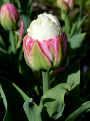 Tulip Bulbs Ice Cream Blooms Species Growing Bonsai Roots Rhizomes Corms Tubers Potted Planting Reblooming Fragrant Garden Flower Seeds Plant
