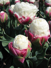 Tulip Bulbs Ice Cream Blooms Species Growing Bonsai Roots Rhizomes Corms Tubers Potted Planting Reblooming Fragrant Garden Flower Seeds Plant
