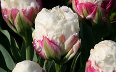 Tulip Bulbs Ice Cream Blooms Species Growing Bonsai Roots Rhizomes Corms Tubers Potted Planting Reblooming Fragrant Garden Flower Seeds Plant
