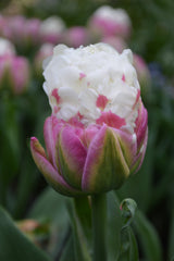 Tulip Bulbs Ice Cream Blooms Species Growing Bonsai Roots Rhizomes Corms Tubers Potted Planting Reblooming Fragrant Garden Flower Seeds Plant