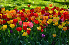 Tulip Bulbs Jumbo Darwin Mix Blooms Species Growing Bonsai Roots Rhizomes Corms Tubers Potted Planting Reblooming Fragrant Garden Flower Seeds Plant