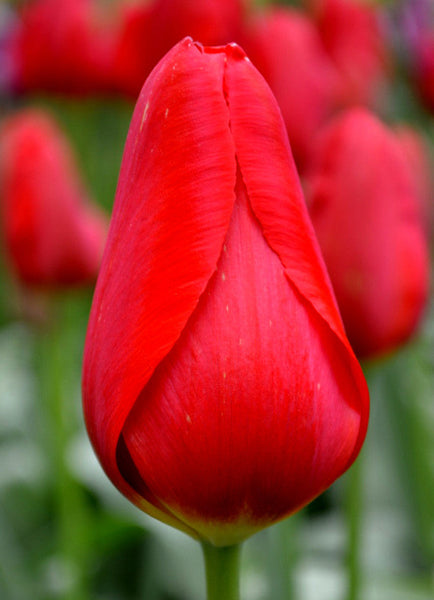 Tulip Bulbs Kingsblood Blooms Species Growing Bonsai Roots Rhizomes Corms Tubers Potted Planting Reblooming Fragrant Garden Flower Seeds Plant