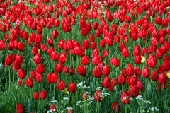 Tulip Bulbs Kingsblood Blooms Species Growing Bonsai Roots Rhizomes Corms Tubers Potted Planting Reblooming Fragrant Garden Flower Seeds Plant