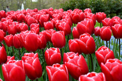 Tulip Bulbs Kung Fu Blooms Species Growing Bonsai Roots Rhizomes Corms Tubers Potted Planting Reblooming Fragrant Garden Flower Seeds Plant
