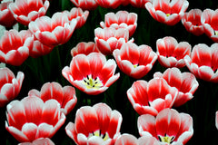 Tulip Bulbs Kung Fu Blooms Species Growing Bonsai Roots Rhizomes Corms Tubers Potted Planting Reblooming Fragrant Garden Flower Seeds Plant