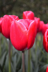 Tulip Bulbs Kung Fu Blooms Species Growing Bonsai Roots Rhizomes Corms Tubers Potted Planting Reblooming Fragrant Garden Flower Seeds Plant